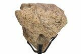Dinosaur (Triceratops) Frill Shield Section - South Dakota #340108-1